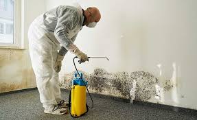 Best Basement Mold Removal  in South Pekin, IL